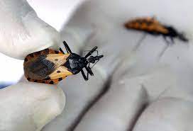 Know about Chagas Diseases and 5 best preventive tips